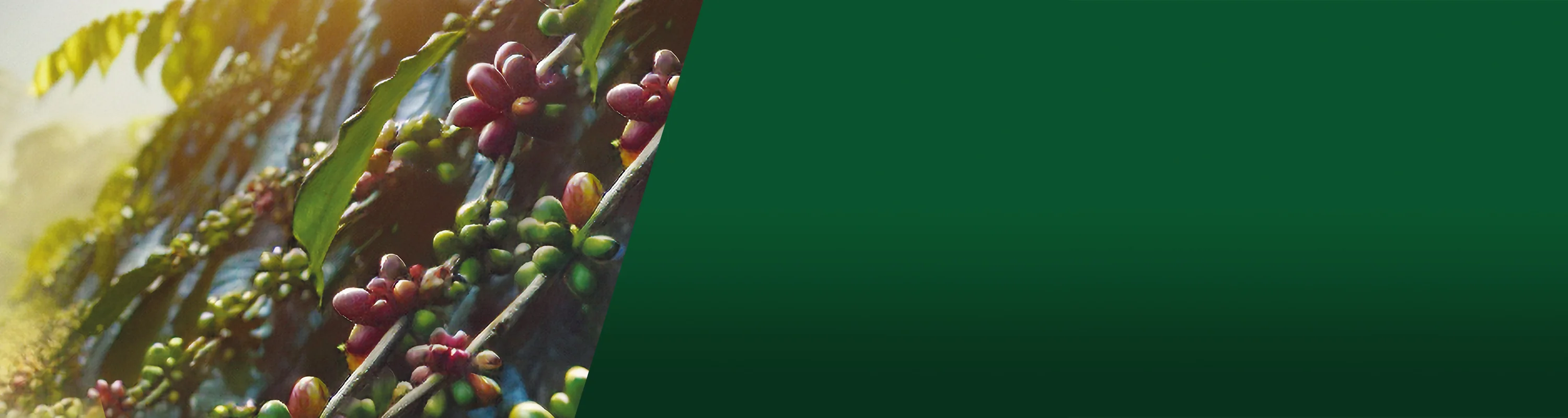 Caffitaly: L'Arte dell'Espresso Perfetto